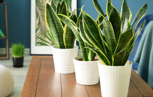 Snake Plant on wooden table