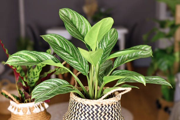 two Aglaonema in pots