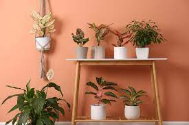 Anthurium on table stand with pink wall in background