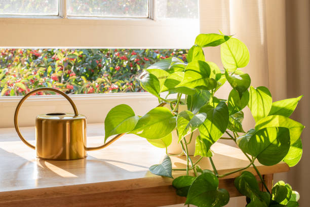 English Ivy in room window