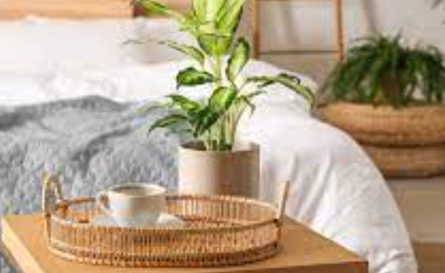 Dieffenbachia on table in bedroom