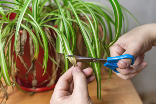 a hand cutting  Spider plants