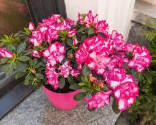 Azalea in vase in window