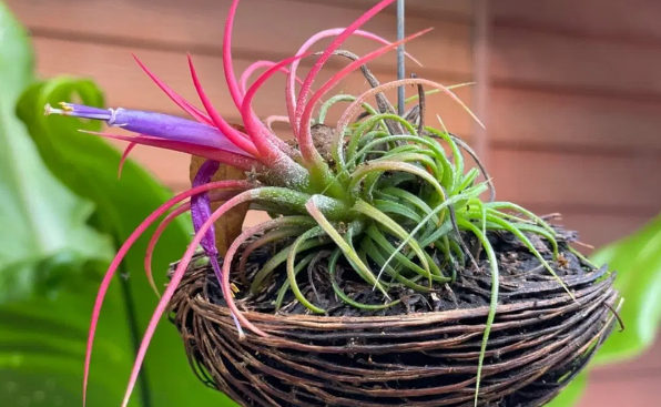 Tillandsia 