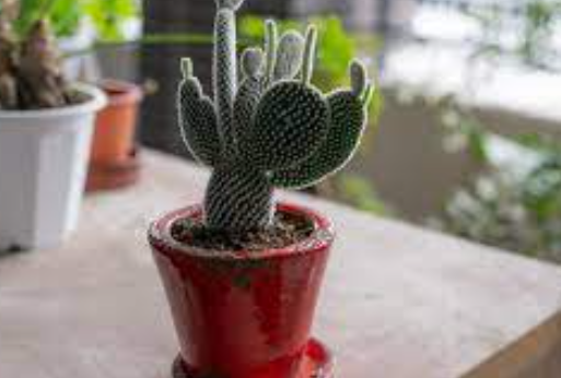 Cacti in window of room