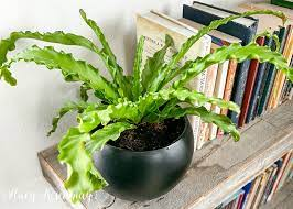 Bird’s Nest Fern